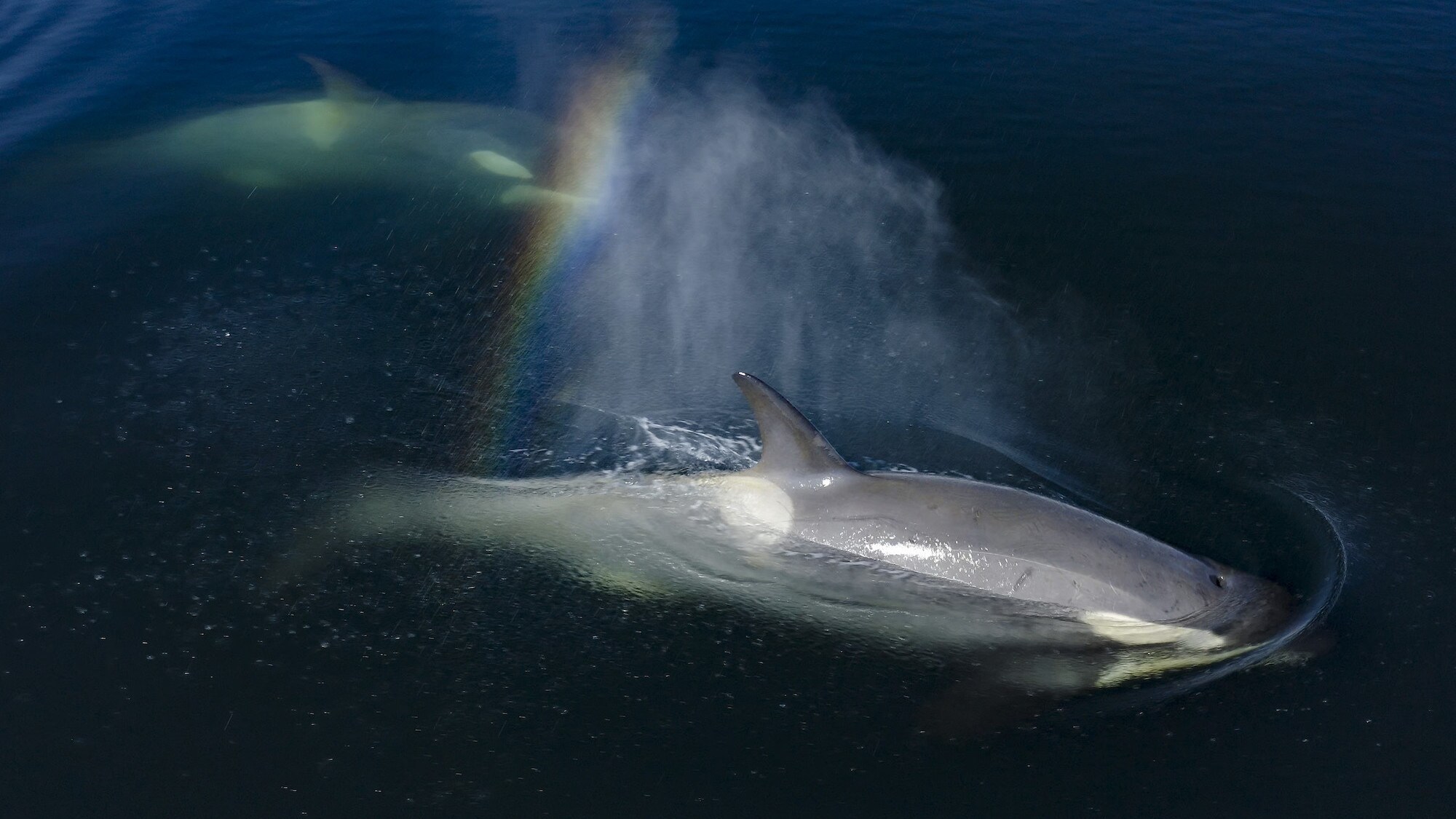Two killer whales, one just underneath the surface and the other on top with a rainbow light glinting through the water. (credit: National Geographic for Disney+/Bertie Gregory)