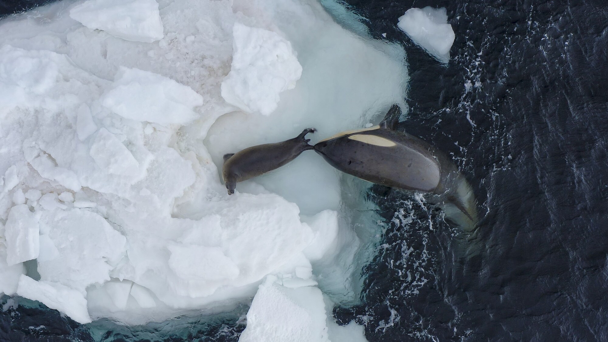 Aerial shot of a Weddel Seal on the ice being held by the tail flipper by a Killer Whale half out of the water on the ice. (credit: National Geographic for Disney+/Bertie Gregory)