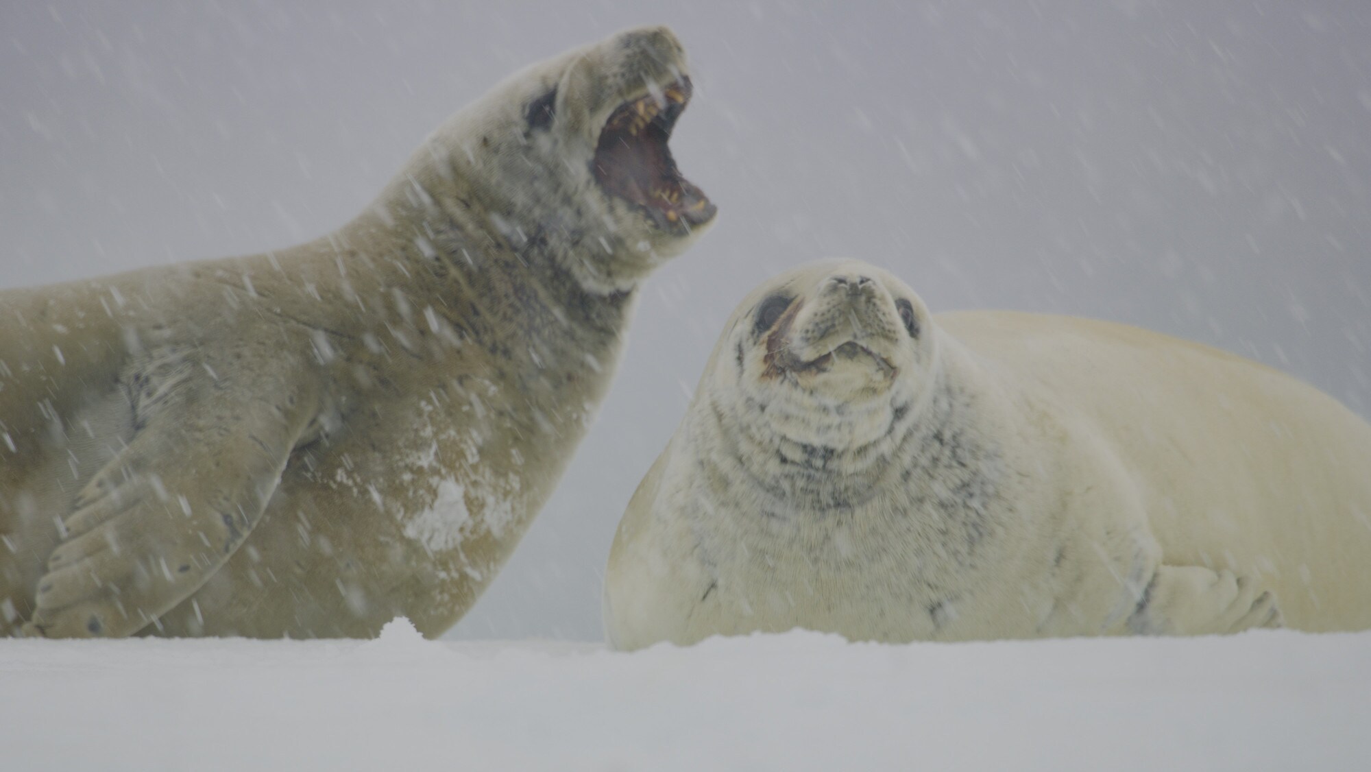 Two Weddell Seals on the snow. (credit: National Geographic for Disney+/Tom Walker)
