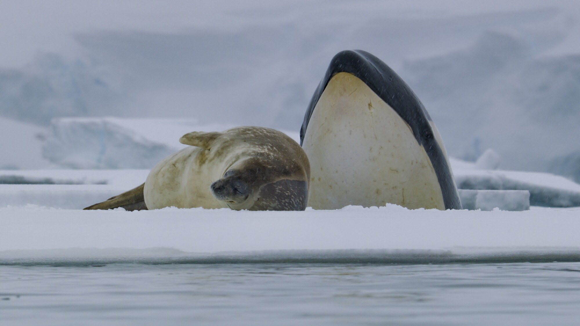 A killer whale pops up behind a Crabeater Seal lying on the ice.  (credit: National Geographic for Disney+/Tom Walker)