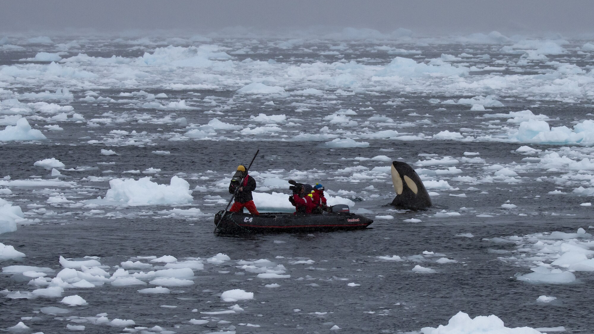 The crew on the rib filming Bertie Gregory as a killer whale comes to the surface at the rear of the boat.  (credit: National Geographic for Disney+/Leigh Hickmott)