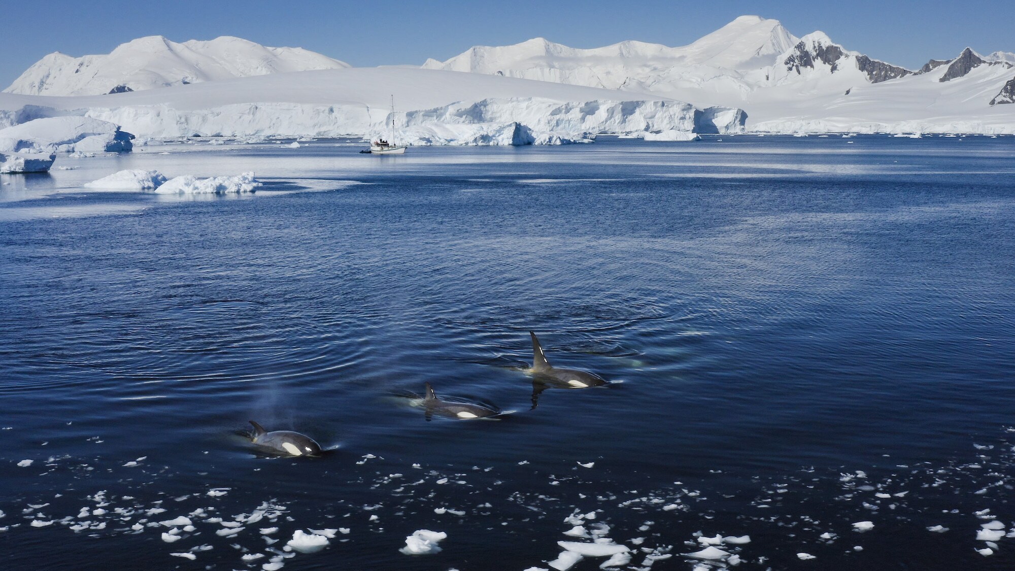 Three killer whales on the surface of the water with glaciers in the background. (credit: National Geographic for Disney+/Bertie Gregory)