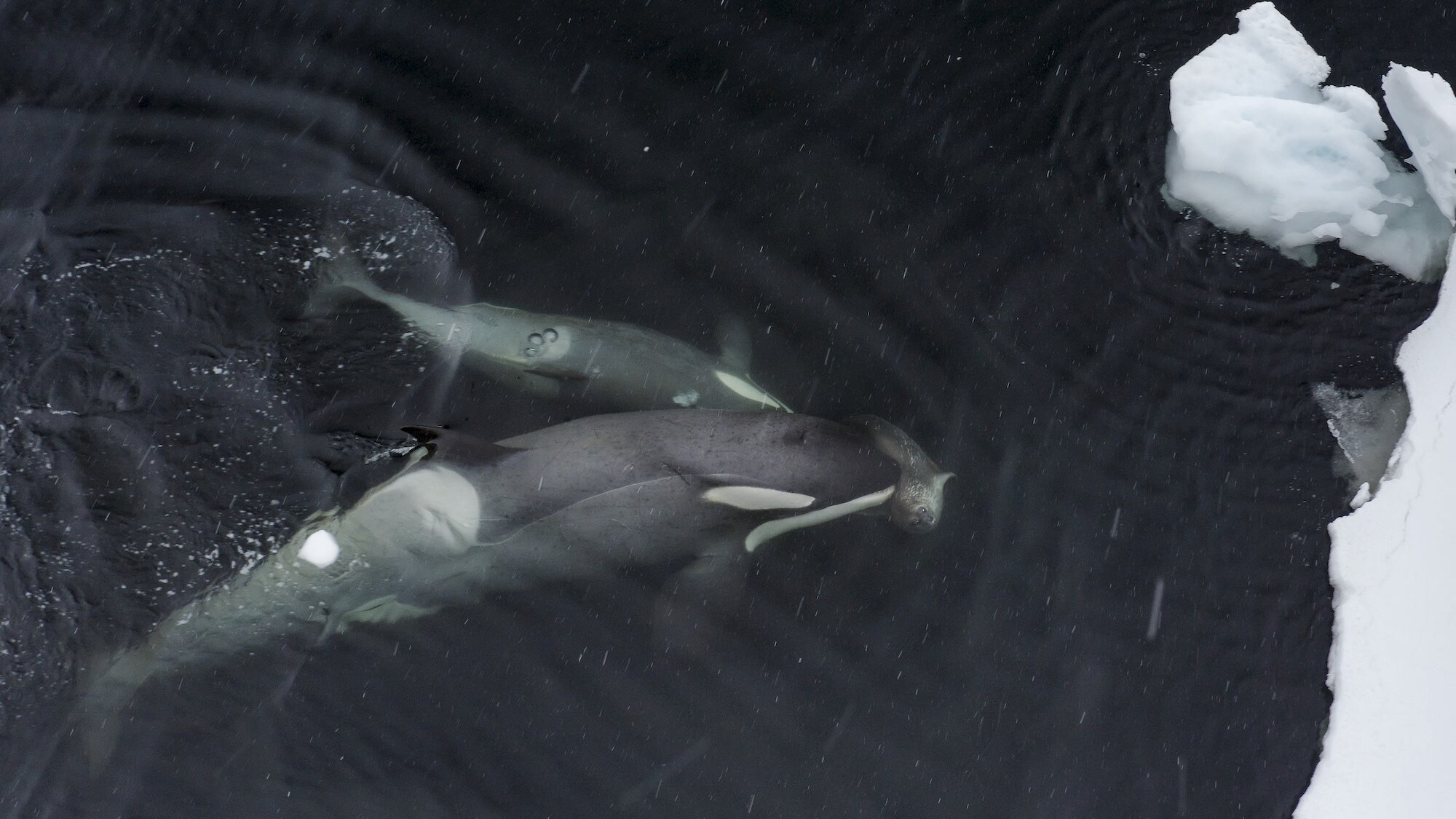 A Weddel Seal right in front of a killer whale mother's nose as she swims with her calf towards the ice. (credit: National Geographic for Disney+/Bertie Gregory)