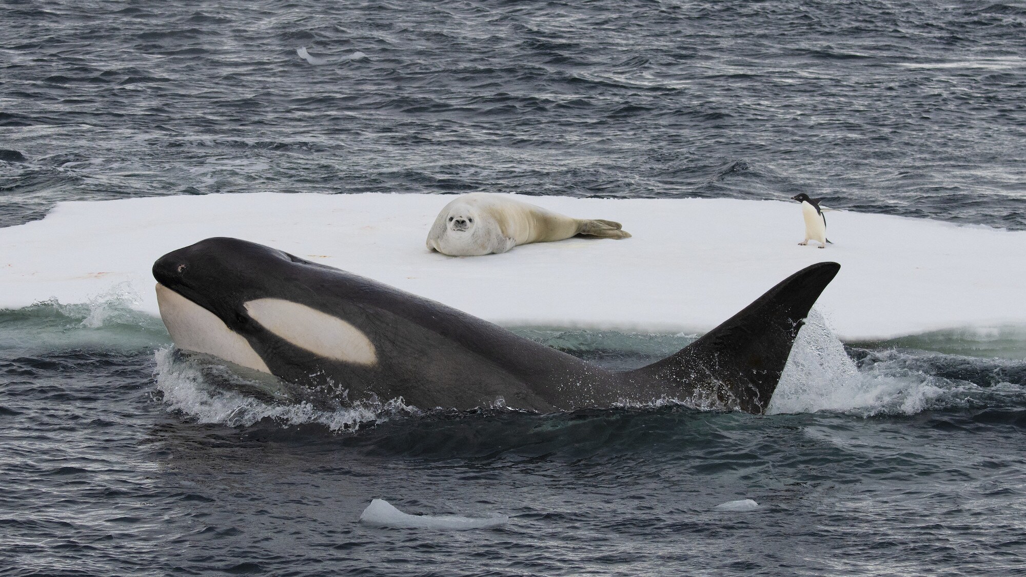 A Killer Whale swims around an ice flow with a Crabeater Seal and penguin on the ice. (credit: National Geographic for Disney+/Leigh Hickmott)