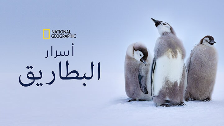 أسرار البطاريق