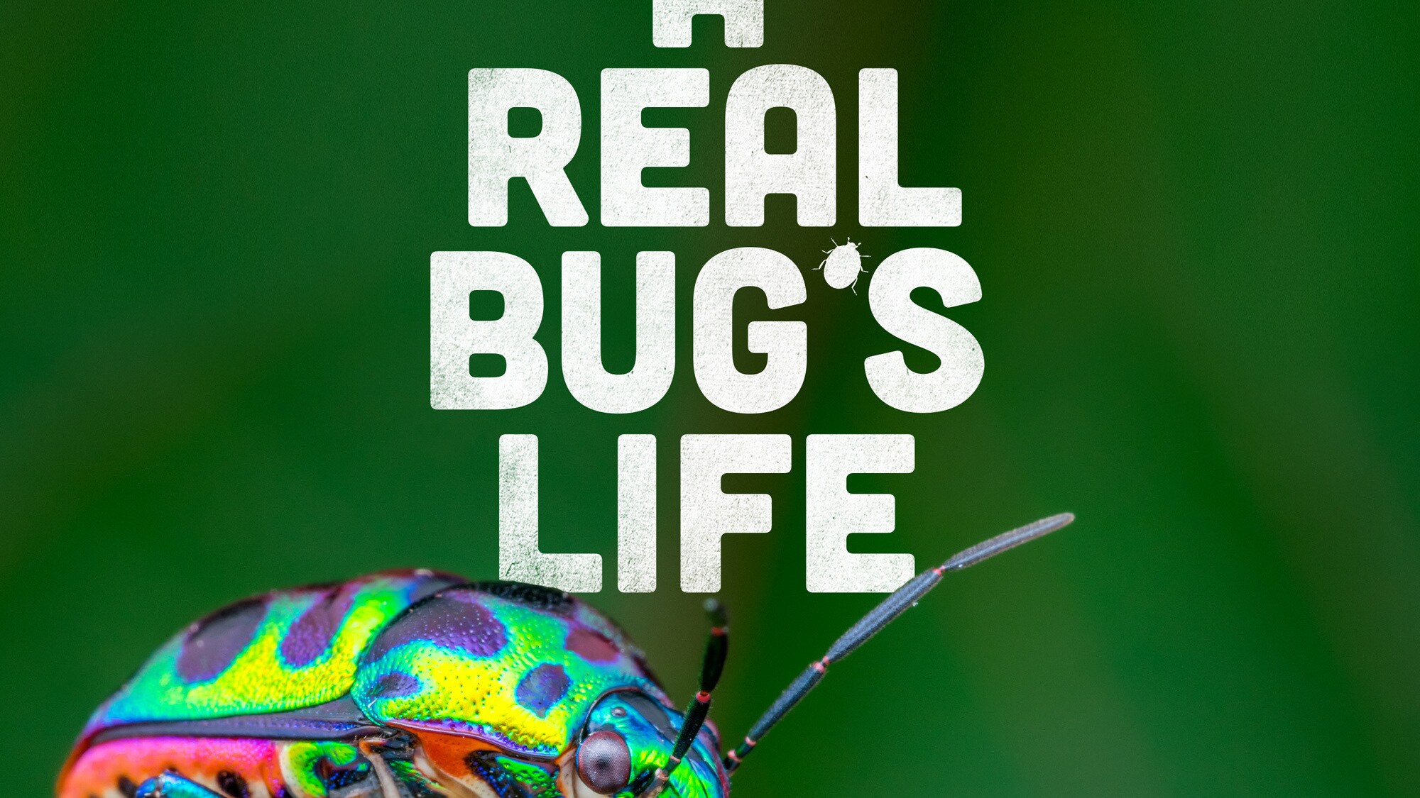 A REAL BUG’S LIFE - In ten spellbinding episodes, A REAL BUG’S LIFE uses advancements in miniaturized technology to take you on adventures into tiny worlds beyond your imagination and show you what life is like on planet Earth from a bug’s eye view. (National Geographic)
