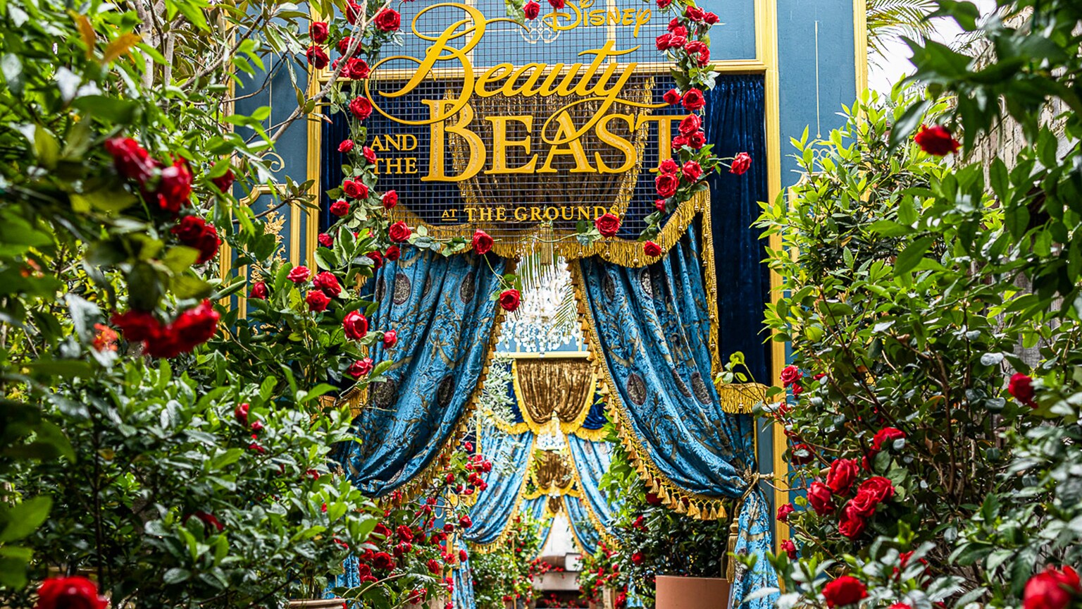 A walkway with blooming red rose bushes on either side leads to a Beauty and the Beast sign hanging above blue curtains 