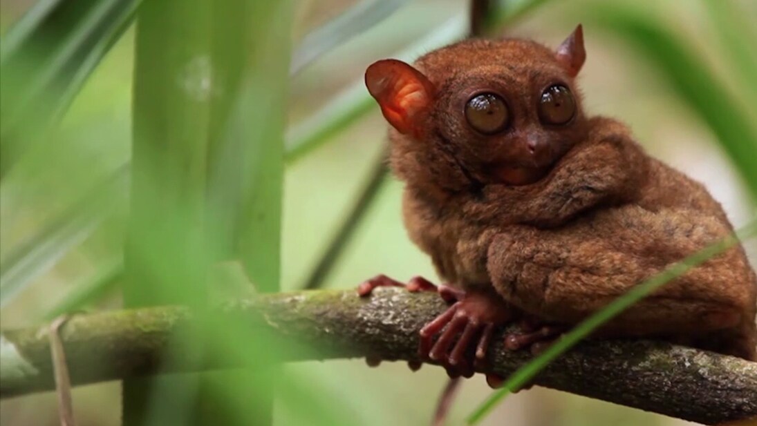 A brown tarsier sits on a branch