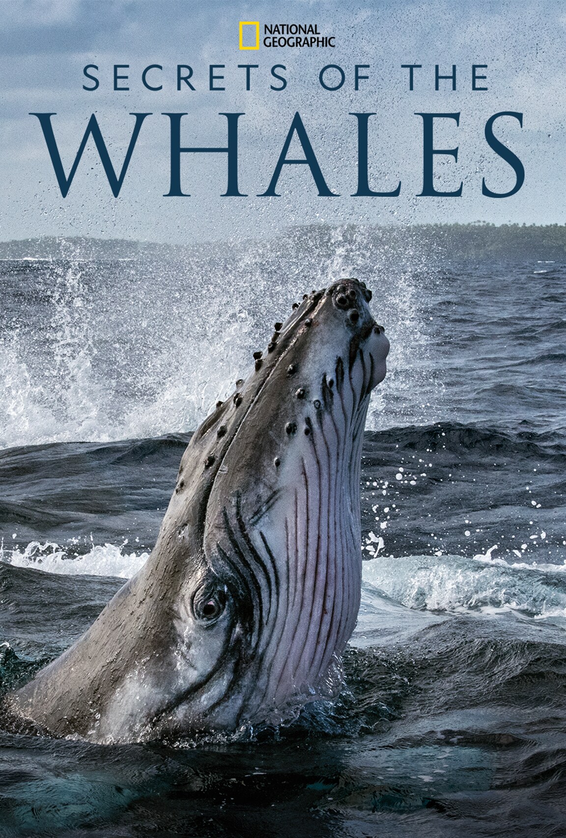 Secrets of the Whales on Disney Plus