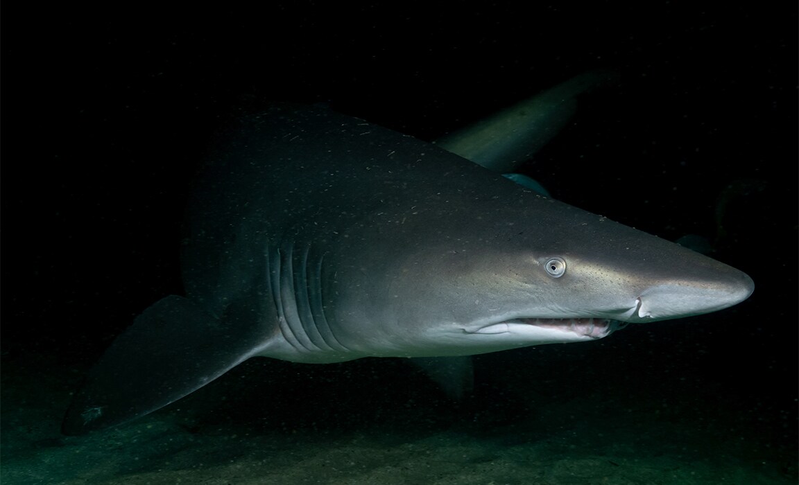 A Grey Nurse Shark at Magic Point in Australia. Photo by Michaela Skovranova