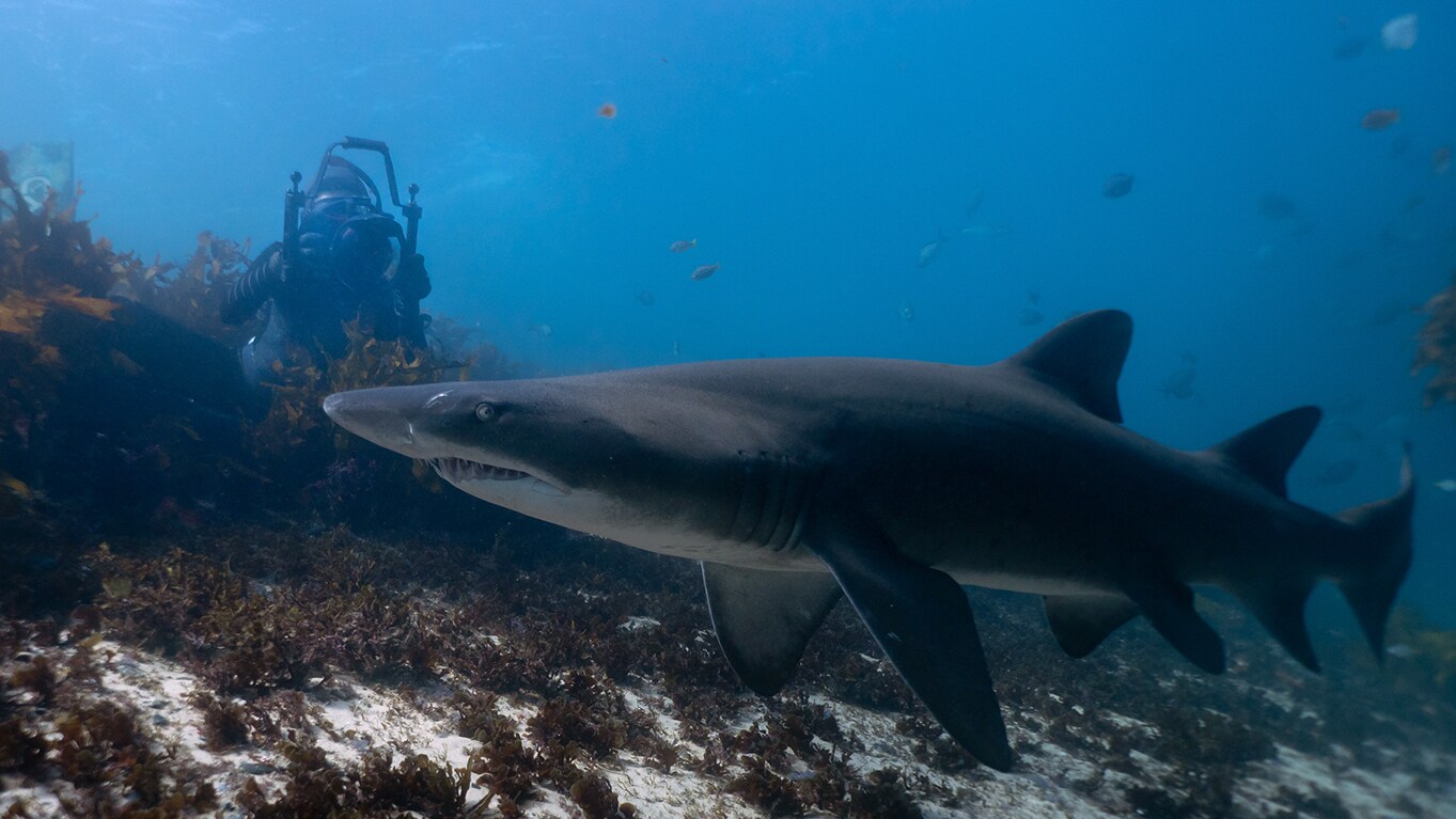 Diving deep into the world of sharks with photographer Michaela Skovranova