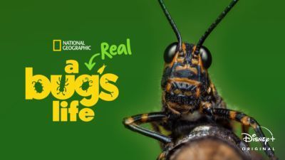 A thumbnail image for National Geographic's A Real Bug's Life on Disney+.
