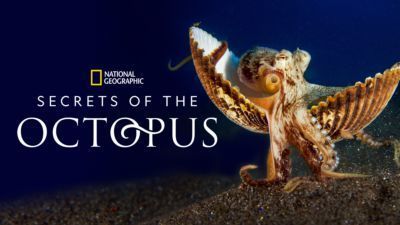 A thumbnail image for National Geographic's Secrets of the Octopus on Disney+.