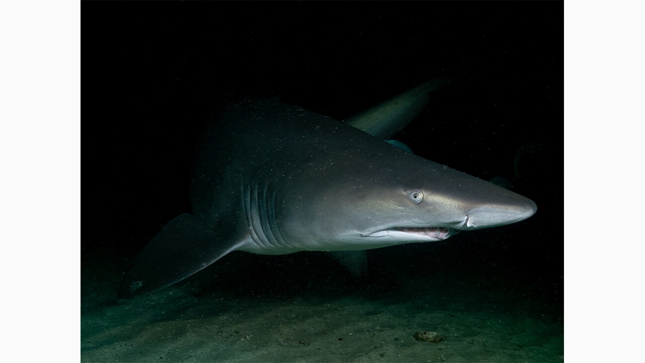 A Grey Nurse Shark at Magic Point in Australia. Photo by Michaela Skovranova