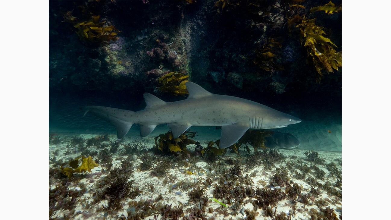 A Grey Nurse Shark at Seal Rocks in Australia. Photo by Michaela Skovranova.