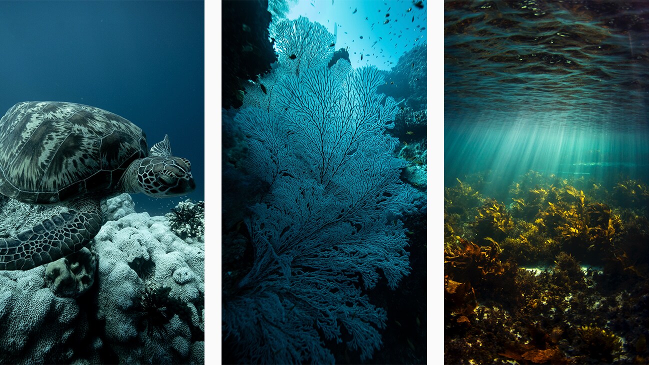 A green turtle, coral and stunning ocean life in Australia. Photos by Michaela Skovranova