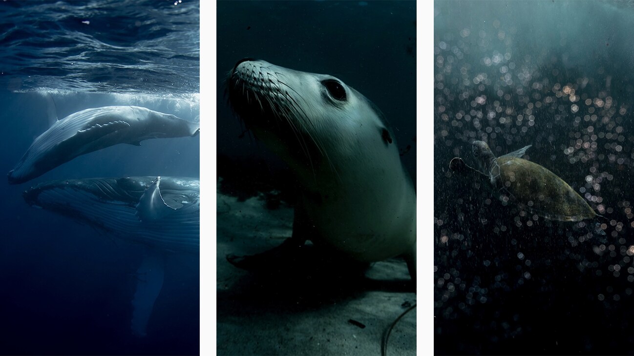 A humpback whale, an Australian sea lion and a green turtle. Photos by Michaela Skovranova