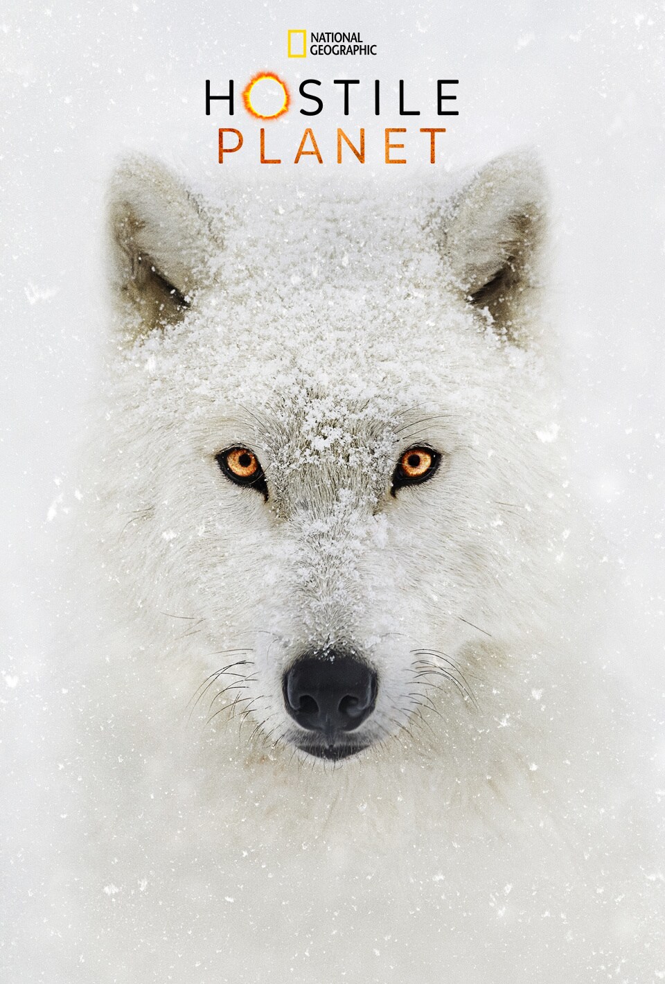 An Arctic Wolf from Hostile Planet with Bear Grylls