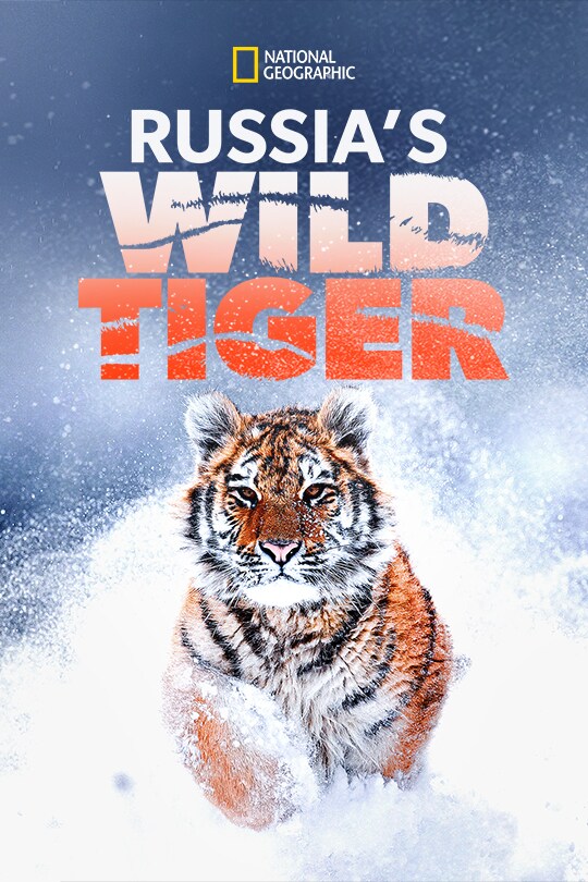 A tiger runs towards the camera, bounding through the Russian snow, with the 'Russia's Wild Tiger' in orange title above.