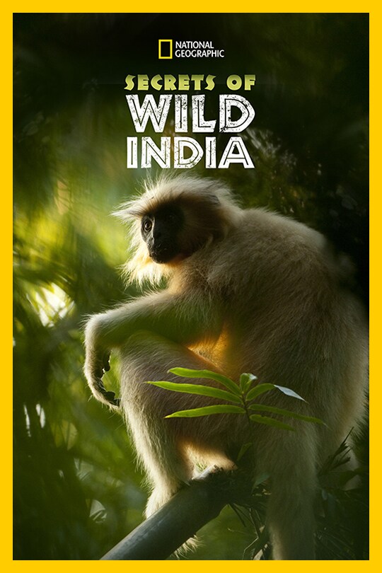 A monkey sits on the top of a branch, with the 'Secrets of Wild India' title above their head.