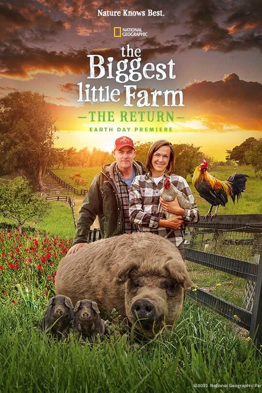 The farming couple from The Biggest Little Farm stand holding a chicken, a family of pigs standing in front of them in a field.