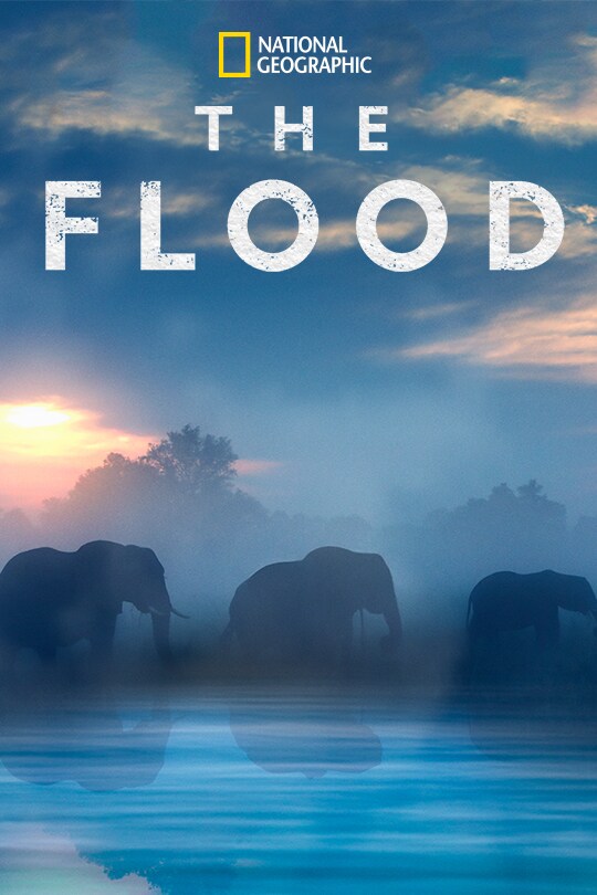 Three elephants walk across the Okavango Delta in Botswana, with a blue filter.