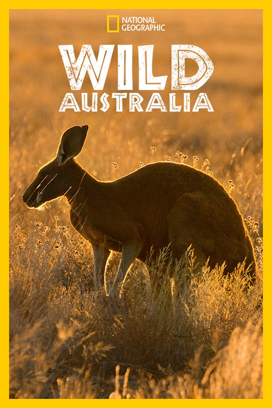 A lone kangaroo sits in a field of long grass, below the 'Wild Australia' title.