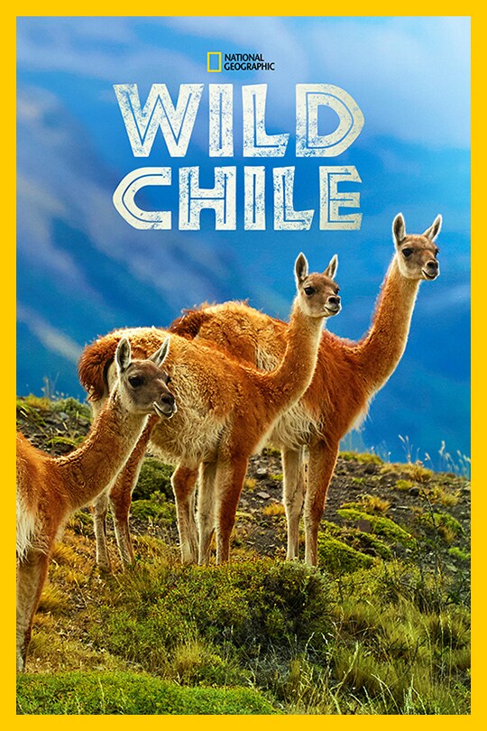 Three native animals stand next to each other below the 'Wild Chile' title.