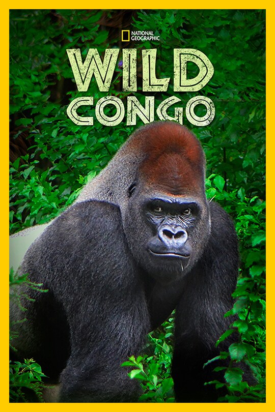 A silver back gorilla looks towards the camera, the 'Wild Congo' title above it.