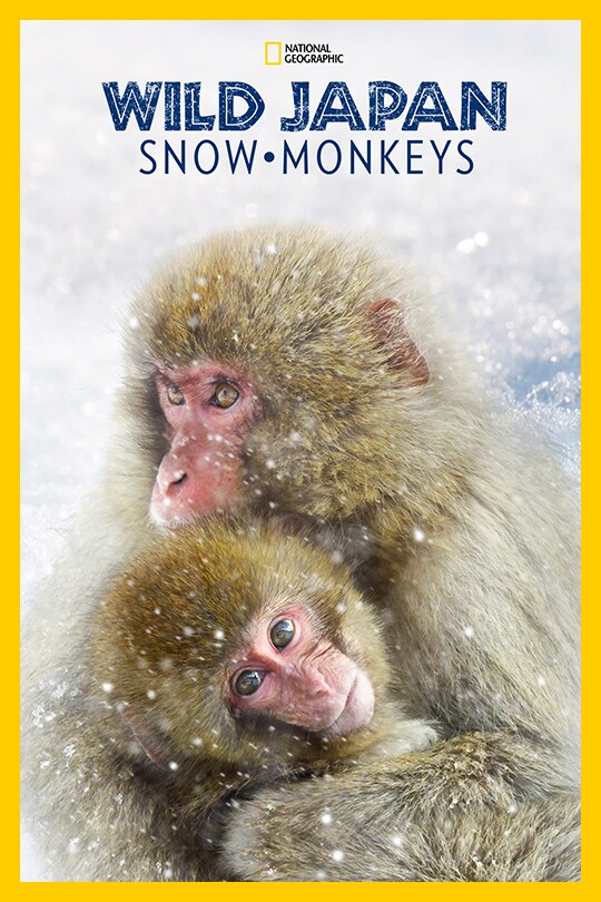 Two Japaneses snow monkeys clutch each other while snow falls.