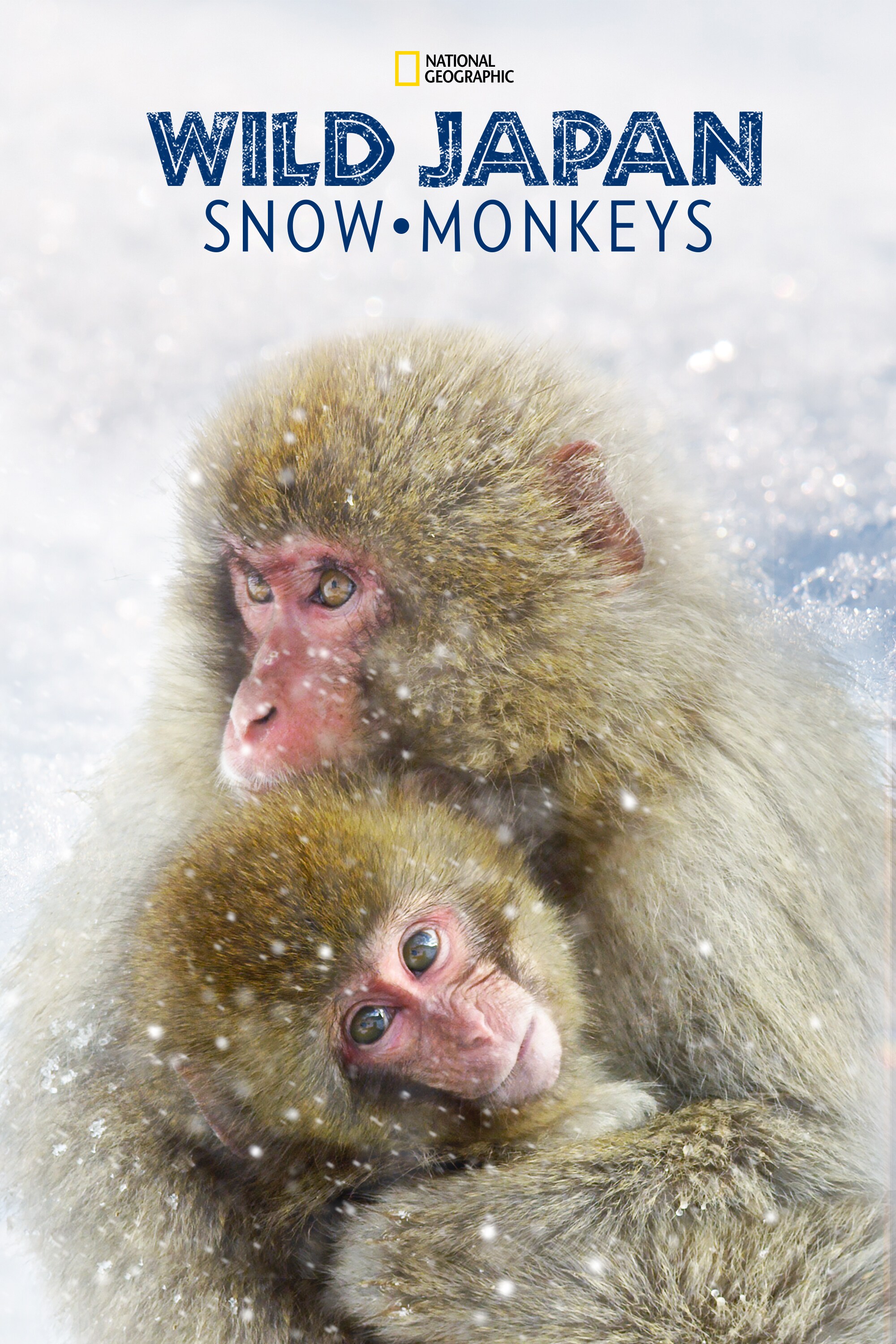 Two Japaneses snow monkeys clutch each other as snow falls.