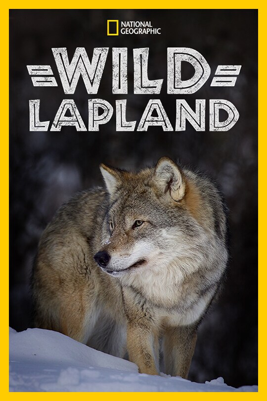 A wolf stands in the snow alone, below the 'Wild Lapland' title.