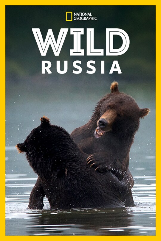Two bears wrestle in the water below the 'Wild Russia' title.