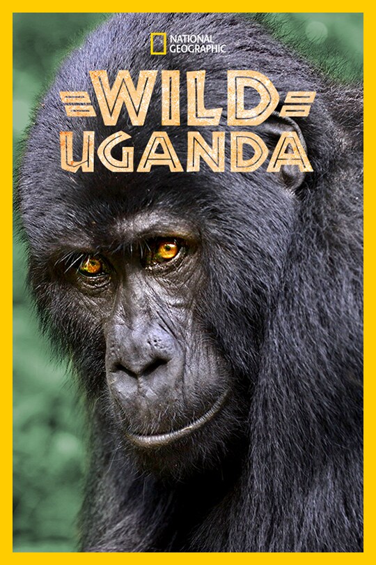 An ape with orange eyes stares at the camera, behind the 'Wild Uganda' title.
