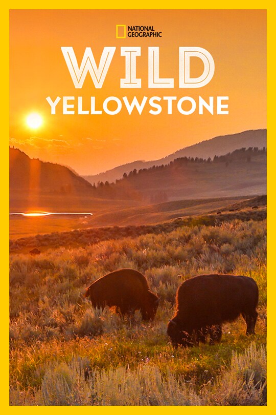 Two Yellowstone Bison graze grass alone a field with mountains in the background, below the 'Wild Yellowstone' title.