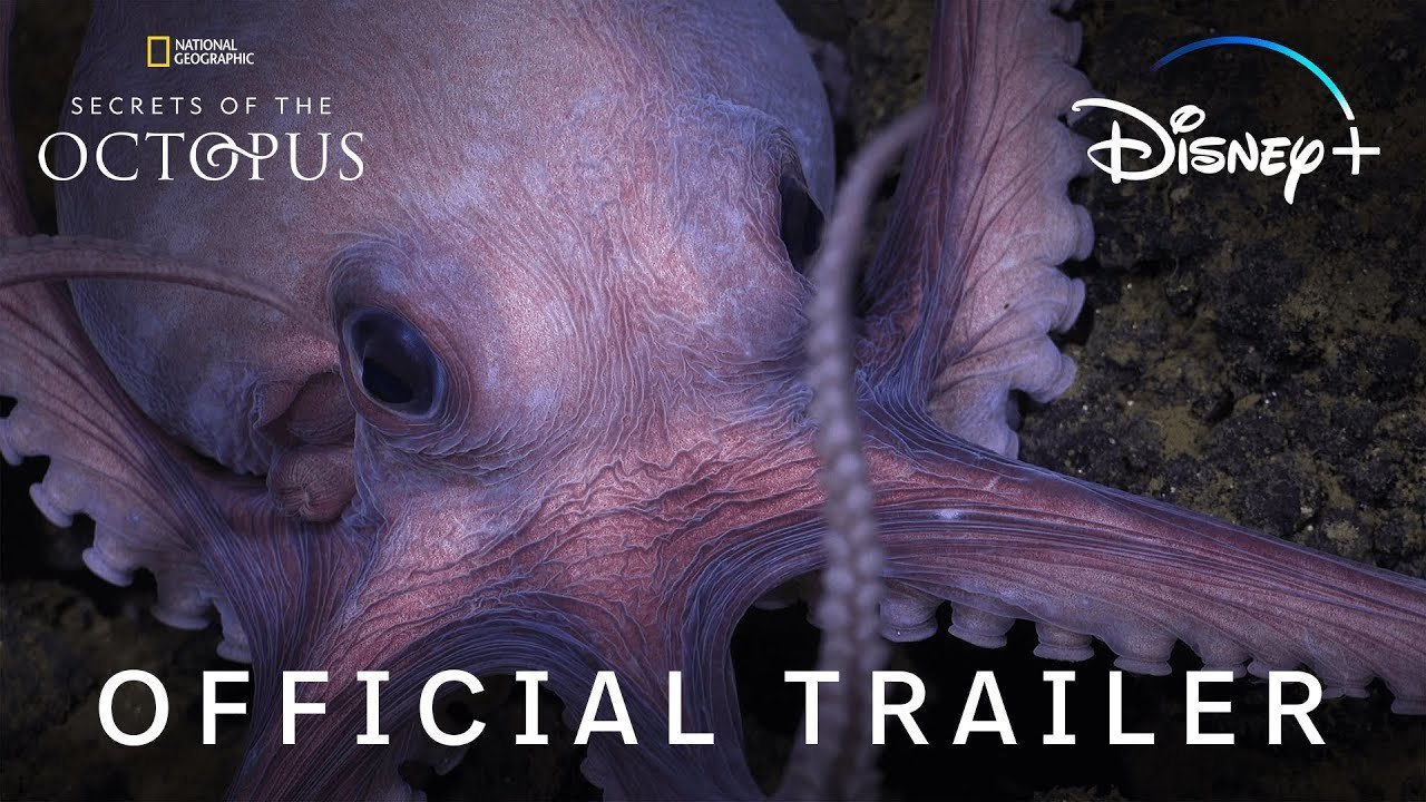 A thumbnail image for the Secrets Of The Octopus official trailer.