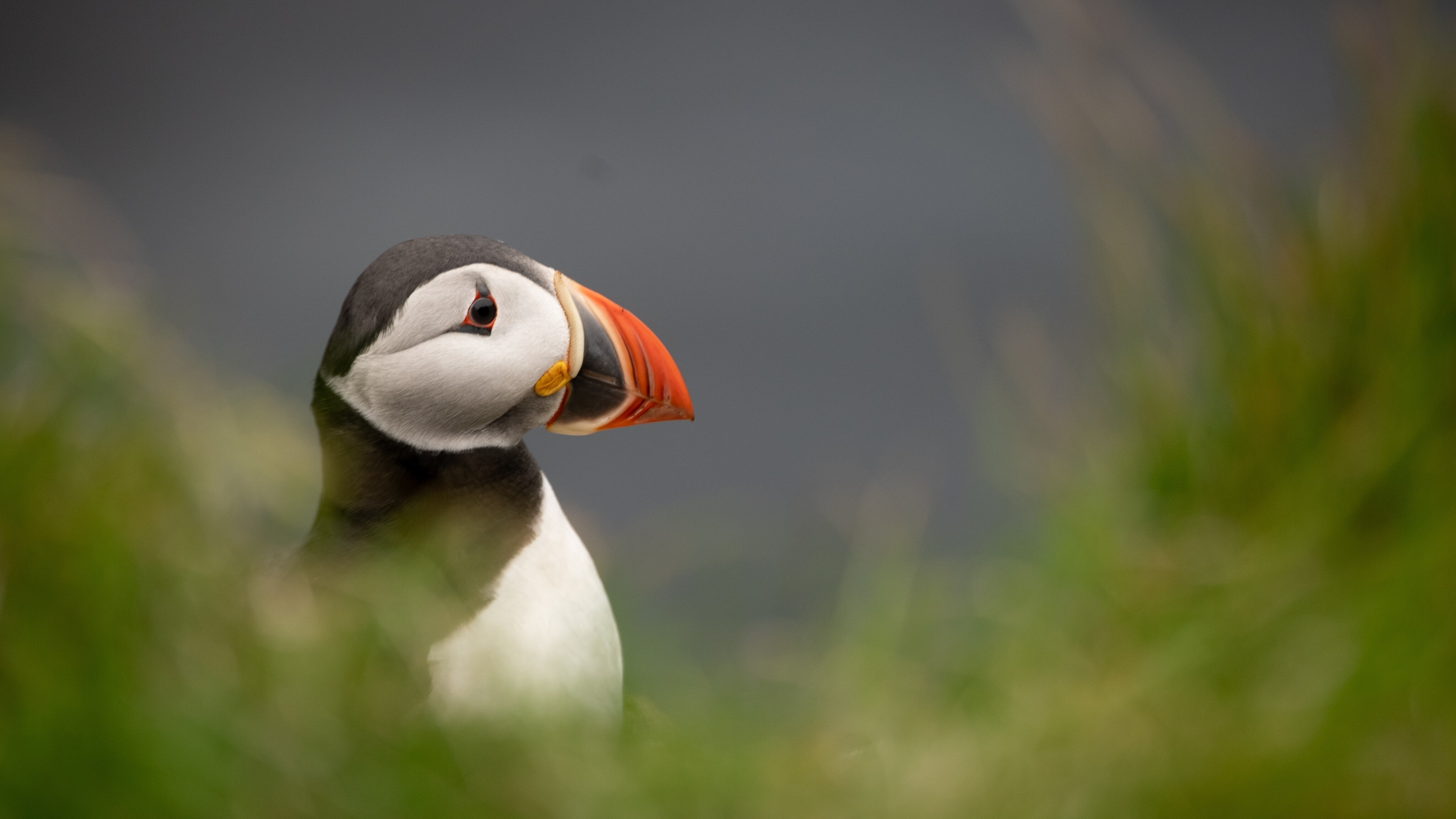 Puffin on a cliff face. (National Geographic for Disney+/Jonjo Harrington)