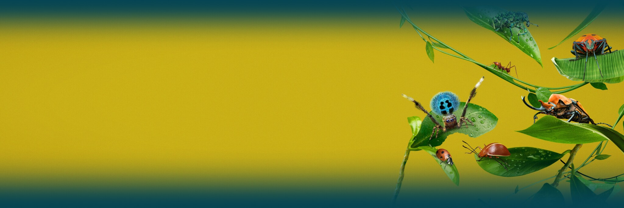 A Real Bug's Life Season 1 - Featured Content Banner