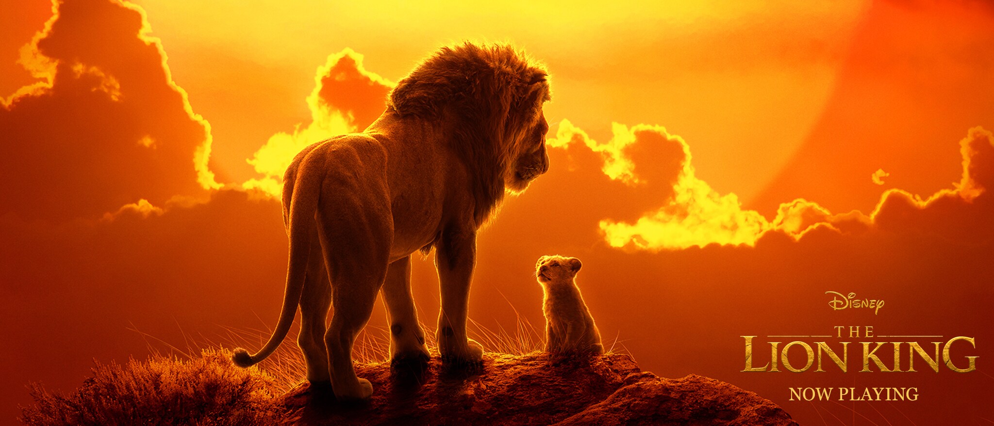 Hasil gambar untuk the lion king