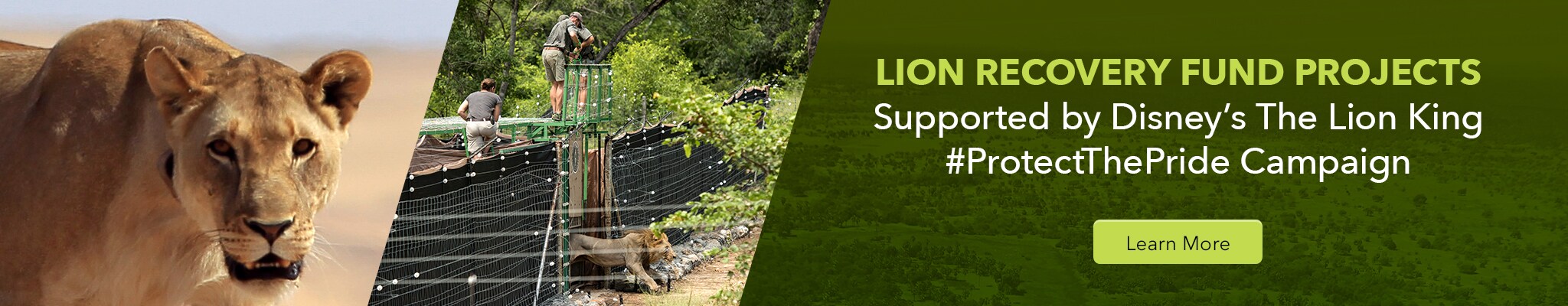Lion Recovery Fund Projects. Supported by Disney's The Lion King. #ProtectThePride Campaign