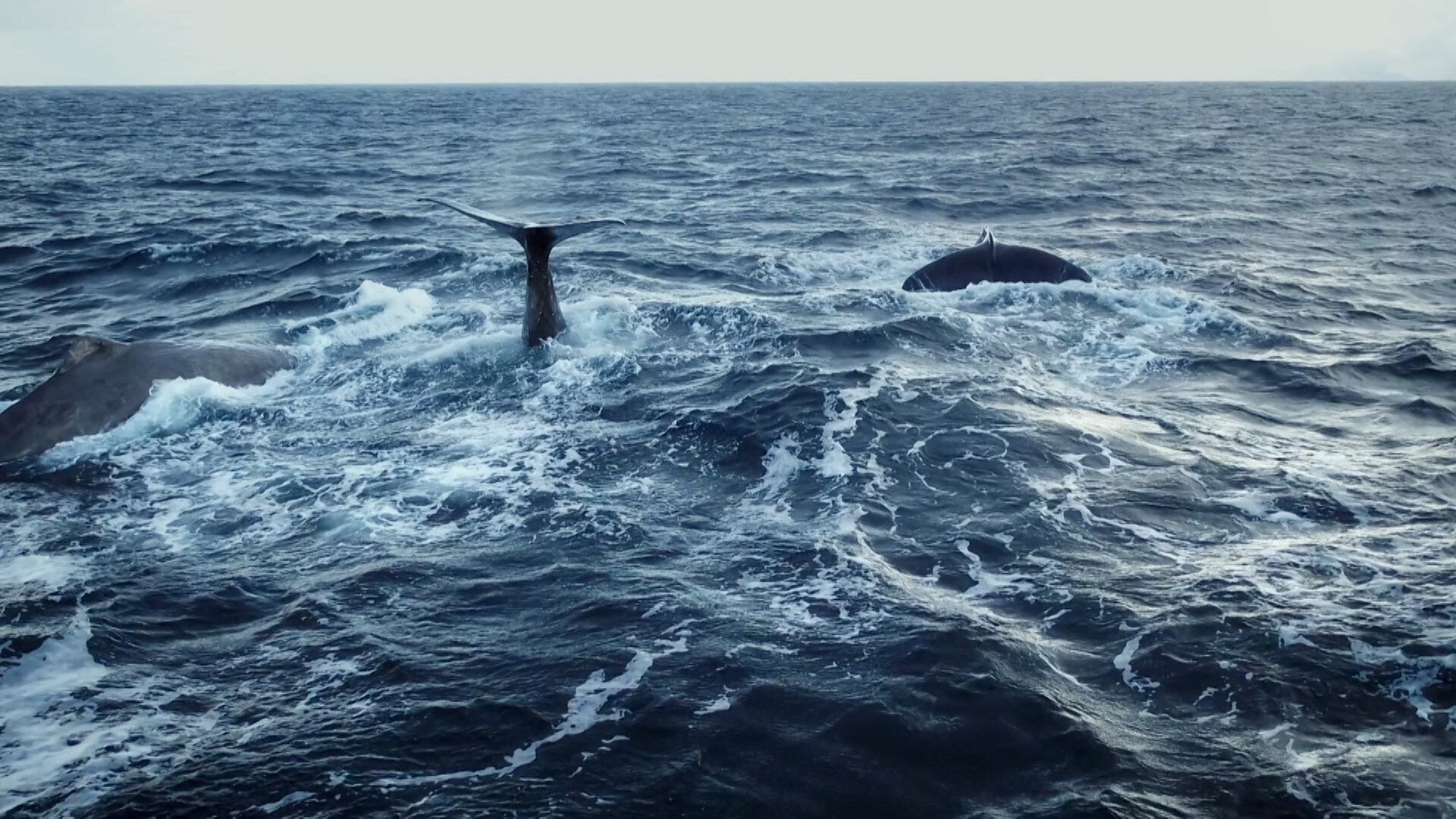 Día de los Océanos: 5 documentales de Nat Geo que revelan sus mayores secretos