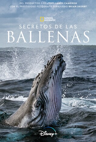 Secretos de las Ballenas 