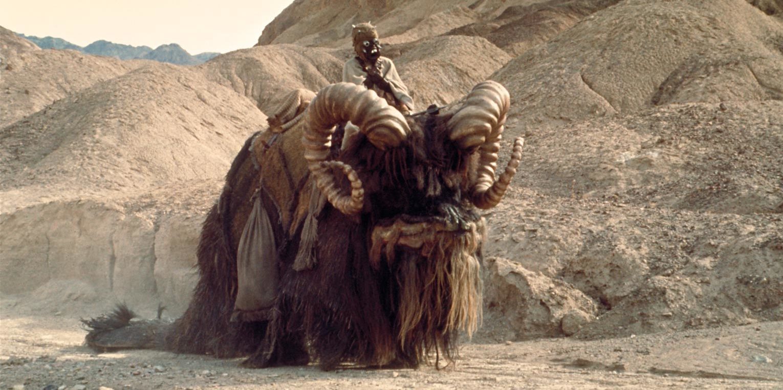 bantha-main-image_b3ab933d.jpeg