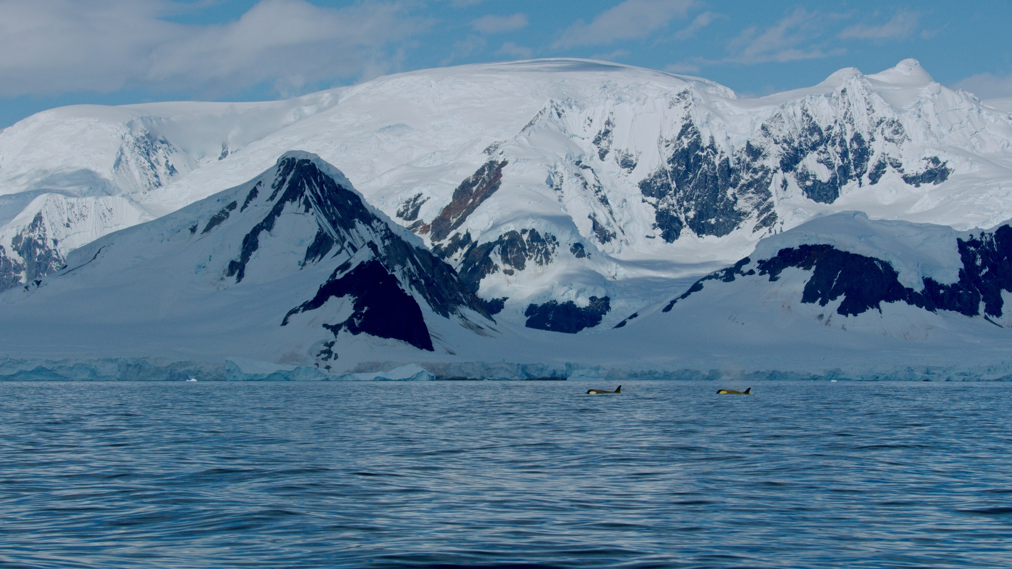 More than 25,000 orcas inhabit the Southern Ocean around Antarctica. (National Geographic for Disney+/Hayes Baxley)