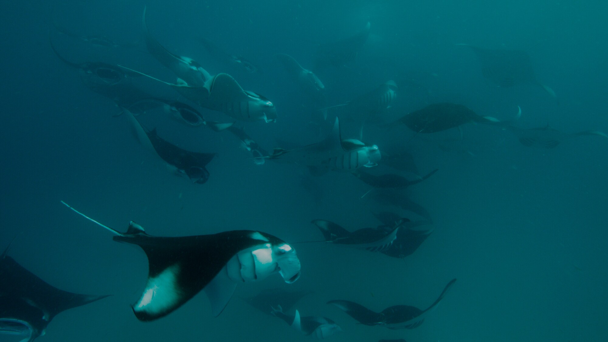 A group of manta rays swim in the waters of the Azores in Portugal.  (National Geographic for Disney+)