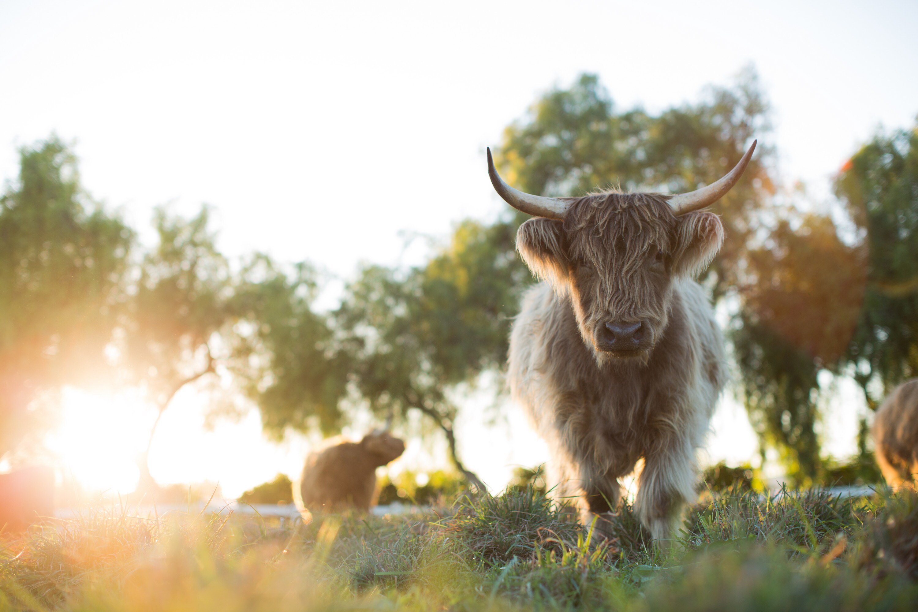 One of Apricot Lane Farms' Scottish Highland cows takes a break from grazing the pasture. Utilizing the technique of managed grazing, the Apricot Lane Farms cattle herd plays a critical role in building soil on the farm, mimicking the way buffalo moved across the Great Plains for centuries. (Apricot Lane Farms)