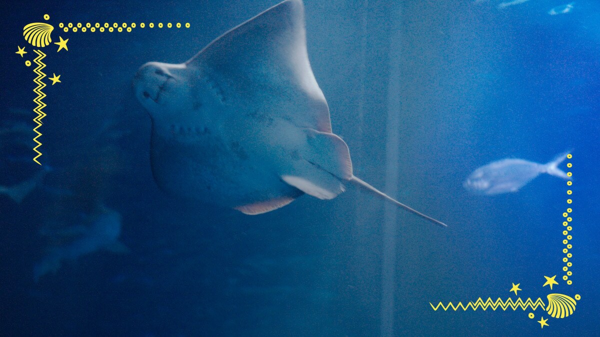  Rochen im Aquarium im Ozeaneum Stralsund