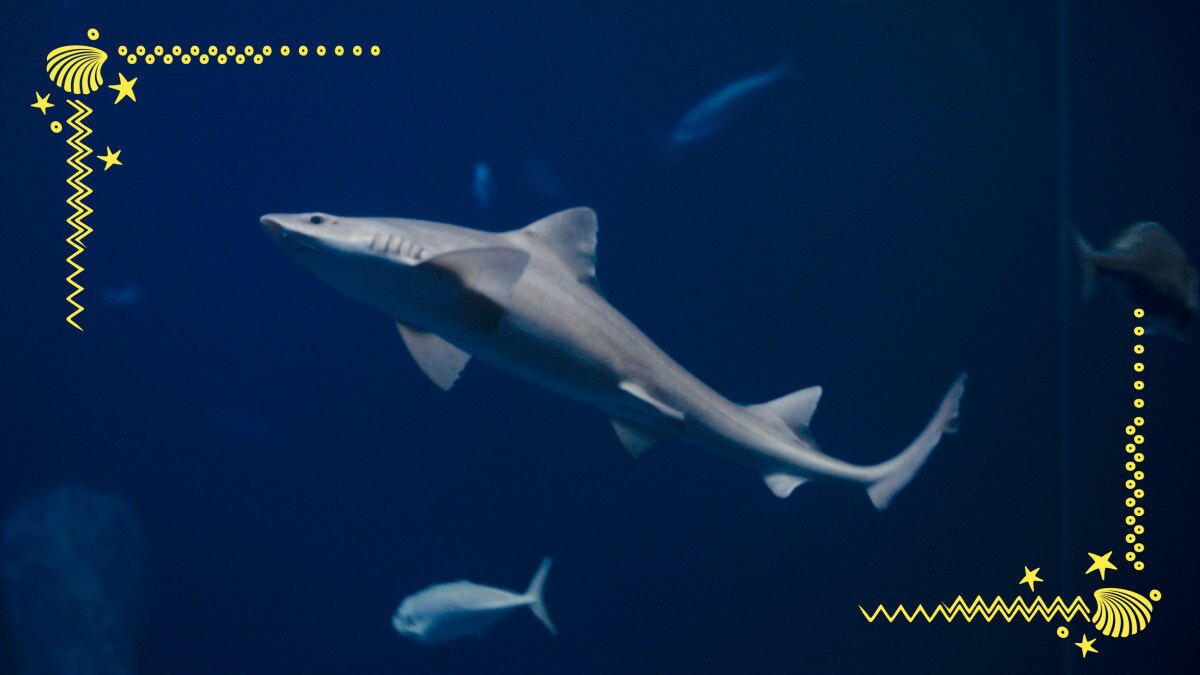  Glatthai im Aquarium im Ozeaneum Stralsund