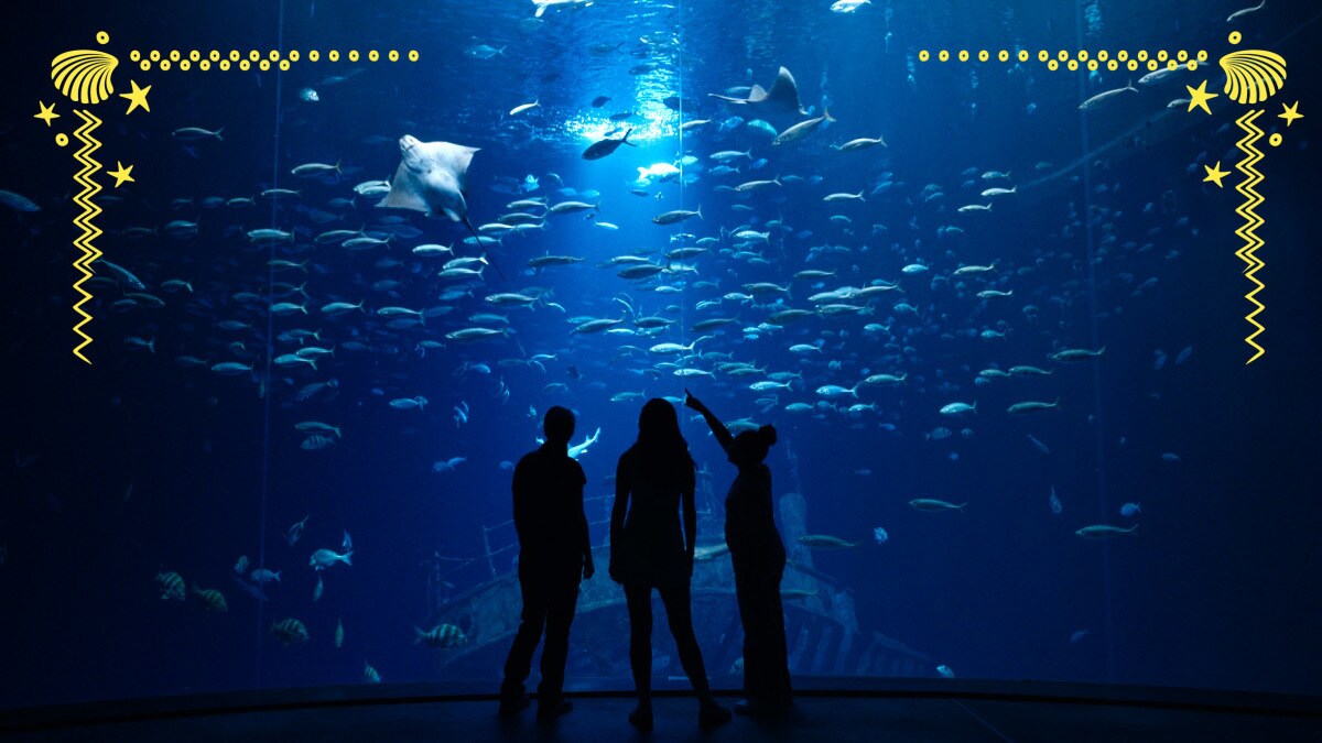 Melissa Khalaj, Julia Schnetzer und Alessa stehen vor einem Aquarium im Ozeaneum Stralsund