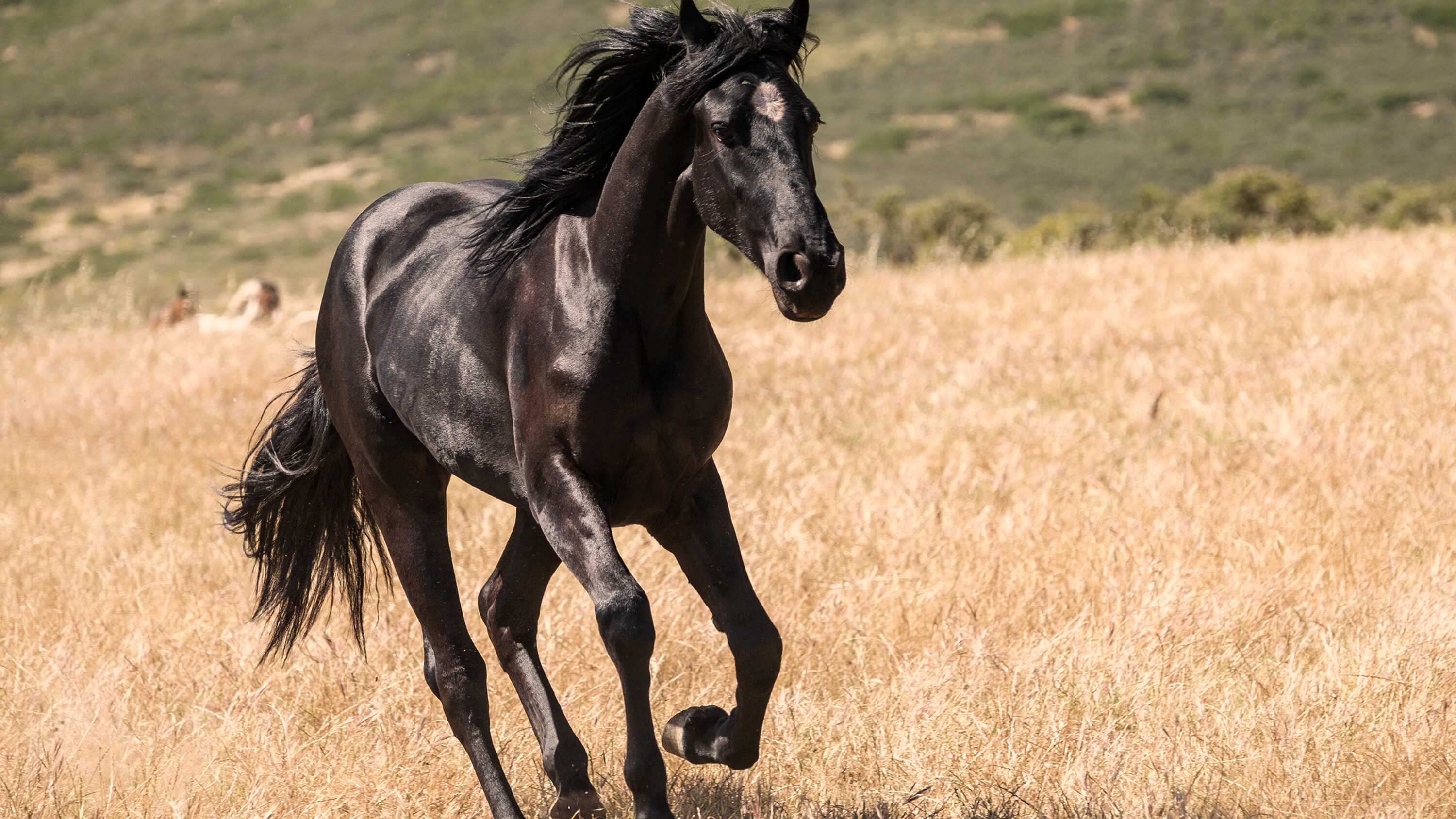 Adventures Black Beauty Tony Maiden Roderick Editorial Stock Photo